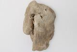 Mosasaur Quadrate (Jaw Bone) - Smoky Hill Chalk #197840-1